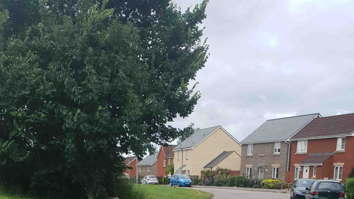 Dog wardens could help to fight scourge of dog mess wellingtontoday